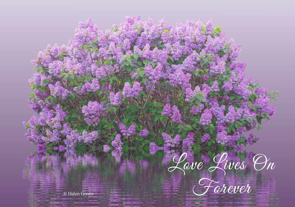 Love Lives On